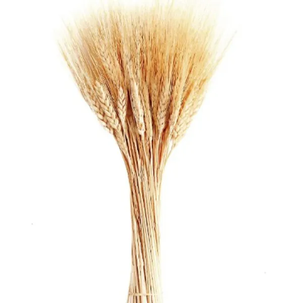 Natural_Dried_Wheat_Grass_Natural_Bunch_30_Stems_For_Decoration