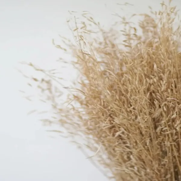 Cream_Dried_Star_Grass_Natural_Bunch_50_Grams_For_Decoration