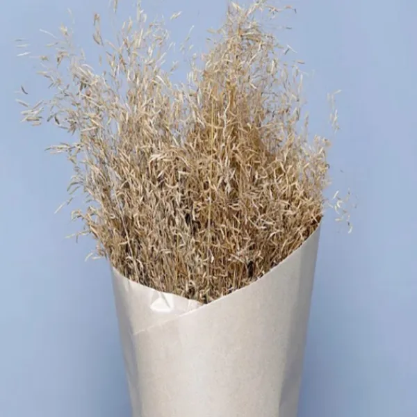 Cream_Dried_Star_Grass_Natural_Bunch_50_Grams_For_Decoration