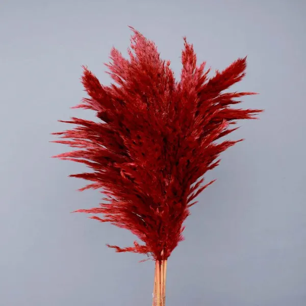 Red_Dried_Pampas_Set_Of_10_Sticks_For_Decoration