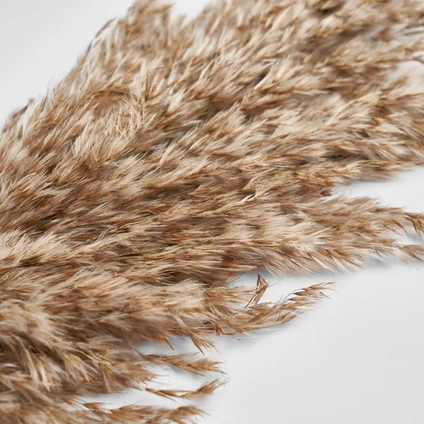 Natural_Pampas_Set_Of_10_Sticks_For_Decoration