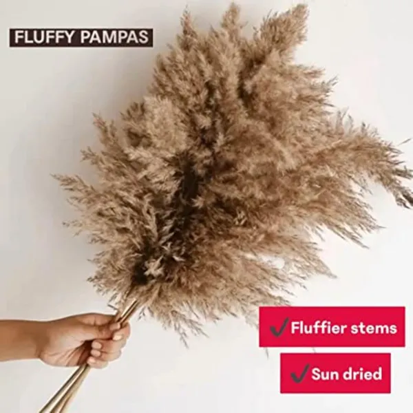 Natural_Pampas_Set_Of_10_Sticks_For_Decoration