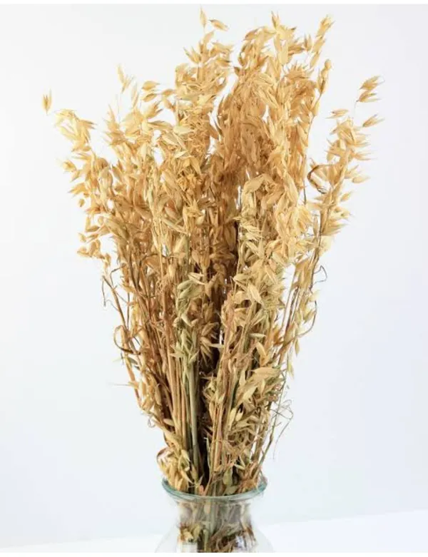 Beige_Natural_Dried_Oats_Grass_30_Stems_For_Decoration