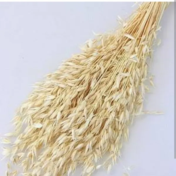 Beige_Natural_Dried_Oats_Grass_30_Stems_For_Decoration