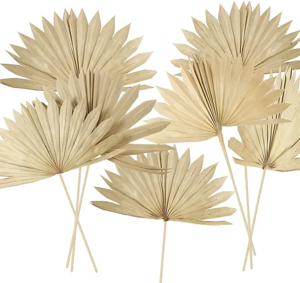 Natural_Dried_Sun_Palm_(10_Pcs_Pack)_For_Decoration