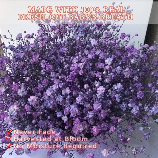 Purple_Preserved_Dried_Baby_Breath_For_Decoration