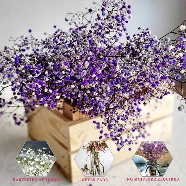 Purple_Preserved_Dried_Baby_Breath_For_Decoration