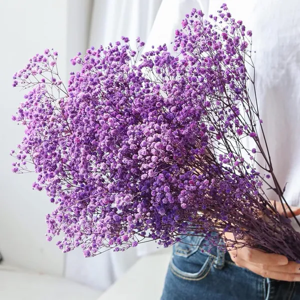 Purple_Preserved_Dried_Baby_Breath_For_Decoration