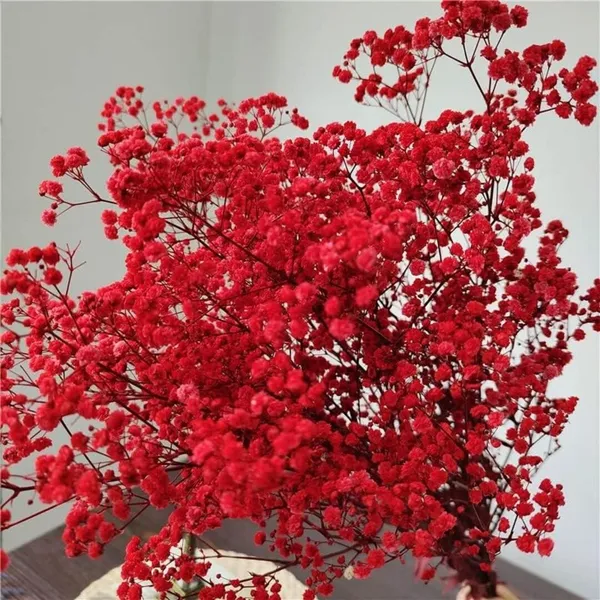 Red_Preserved_Dried_Baby_Breath_For_Decoration