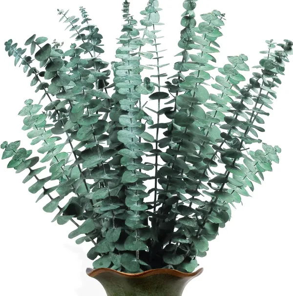 Green_Dried_Preserved_Eucalyptus_Plant_Bundle_-_100%_Real_Natural_10_Stems_Eucalyptus_Leaves,_17''_Fresh_Eucalyptus_For_Decoration