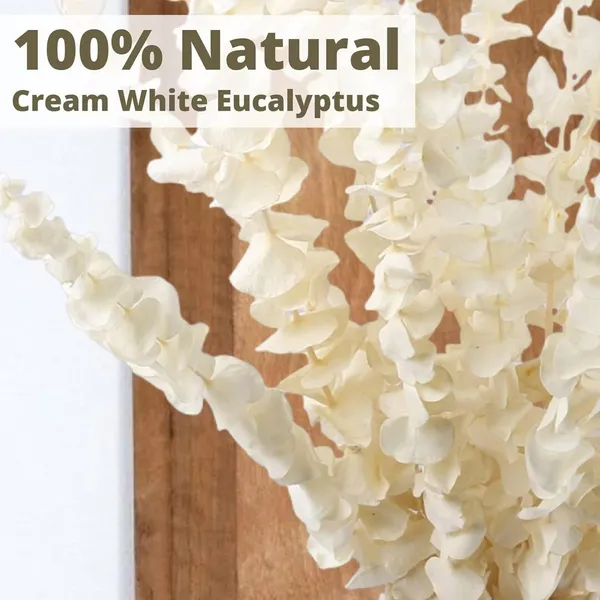 White_Dried_Eucalyptus_Stem_Bundle_-_100%_Natural_Real_Preserved_Eucalyptus_Plants,_17"_Bleached_Eucalyptus_Leaves_Branches_For_Vase_Decor,_Wedding,_Home,_Floral_Arrangement_(10_Pieces)