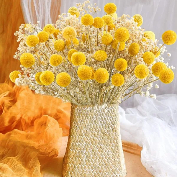 Yellow_Dried_Flower_Billy_Balls_5_Stems_For_Decoration
