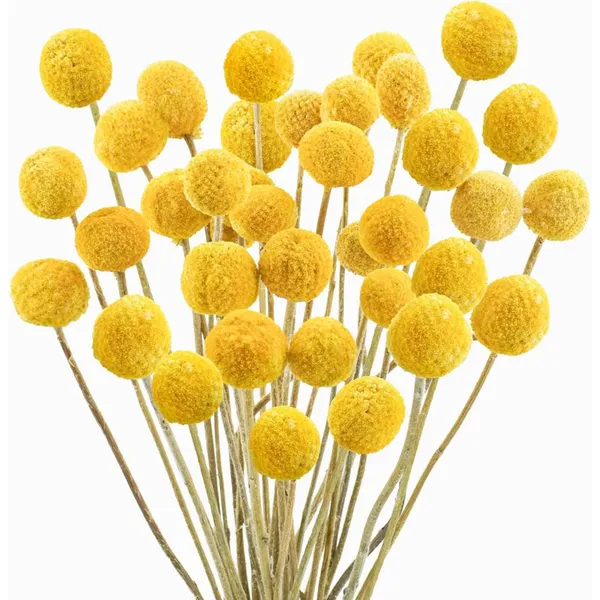 Yellow_Dried_Flower_Billy_Balls_5_Stems_For_Decoration