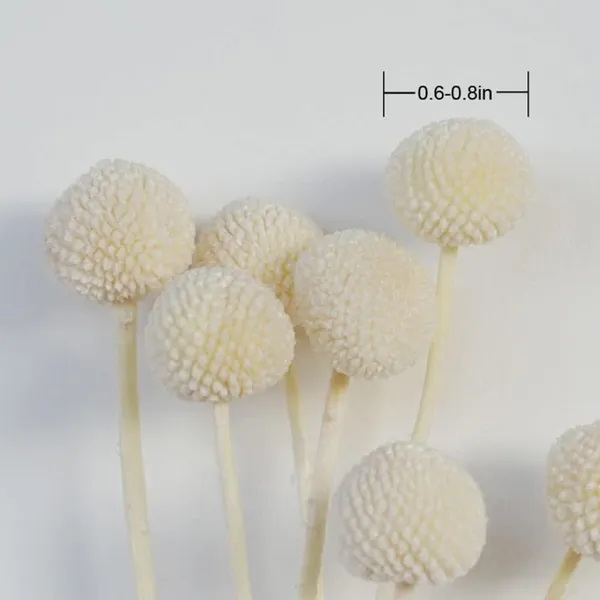 White_Dried_Flower_Billy_Balls_5_Stems_For_Decoration
