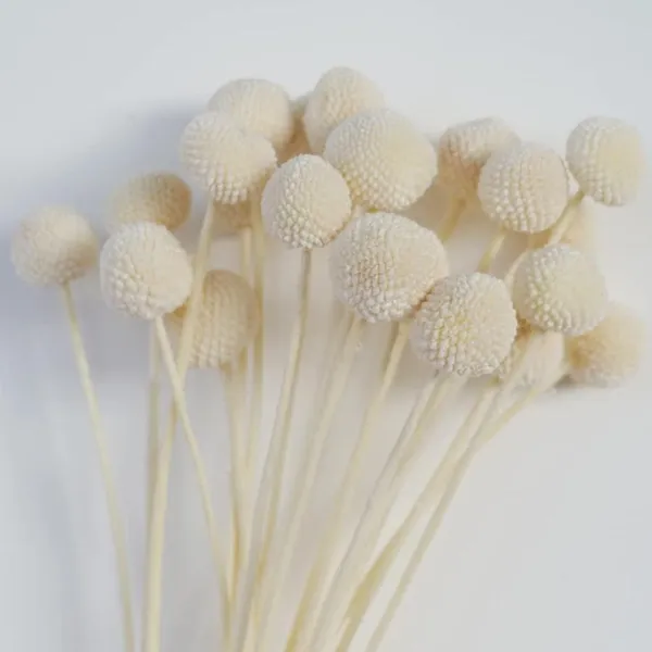 White_Dried_Flower_Billy_Balls_5_Stems_For_Decoration