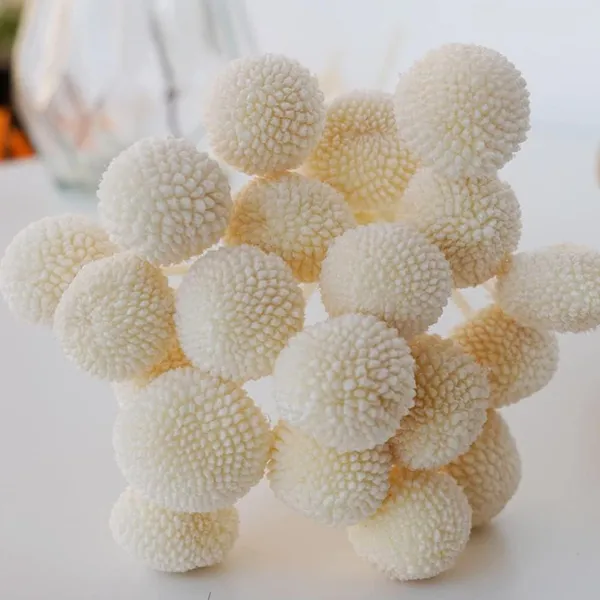 White_Dried_Flower_Billy_Balls_5_Stems_For_Decoration