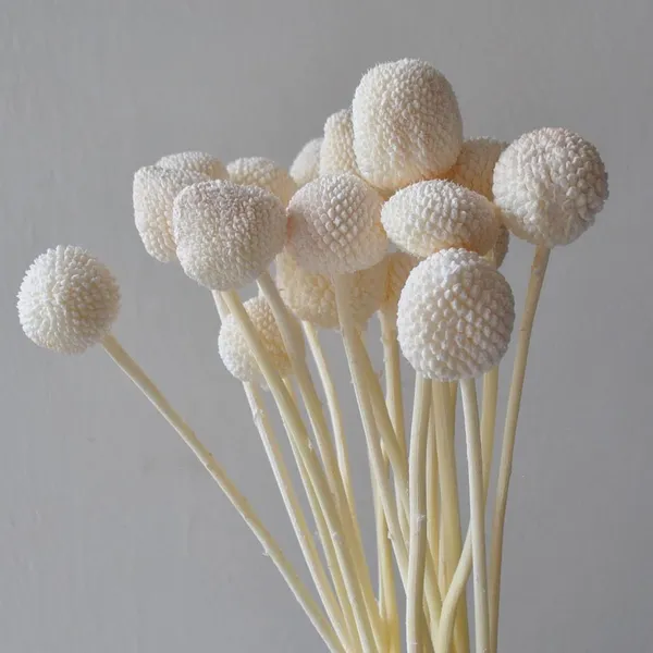 White_Dried_Flower_Billy_Balls_5_Stems_For_Decoration