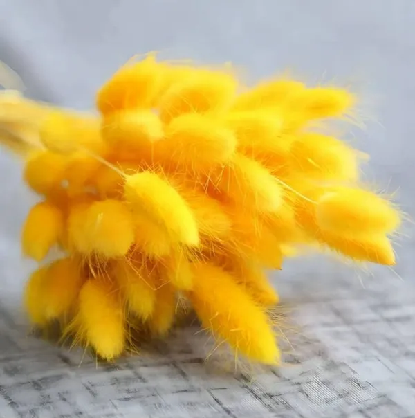 Yellow_Dried_Bunny_Tails_30Pcs_Pack_For_Decoration
