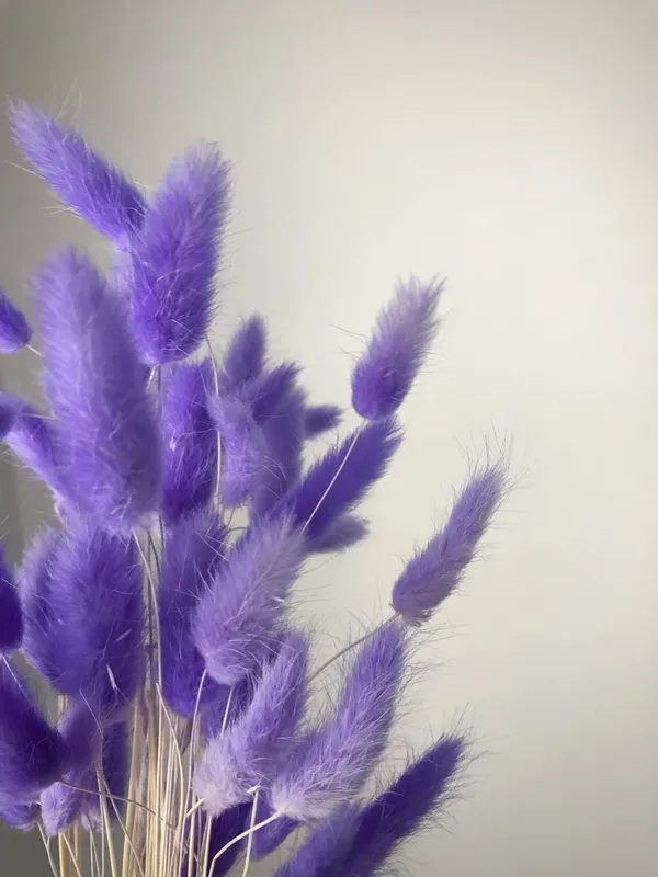 Purple_Dried_Bunny_Tails_30Pcs_Pack_For_Decoration