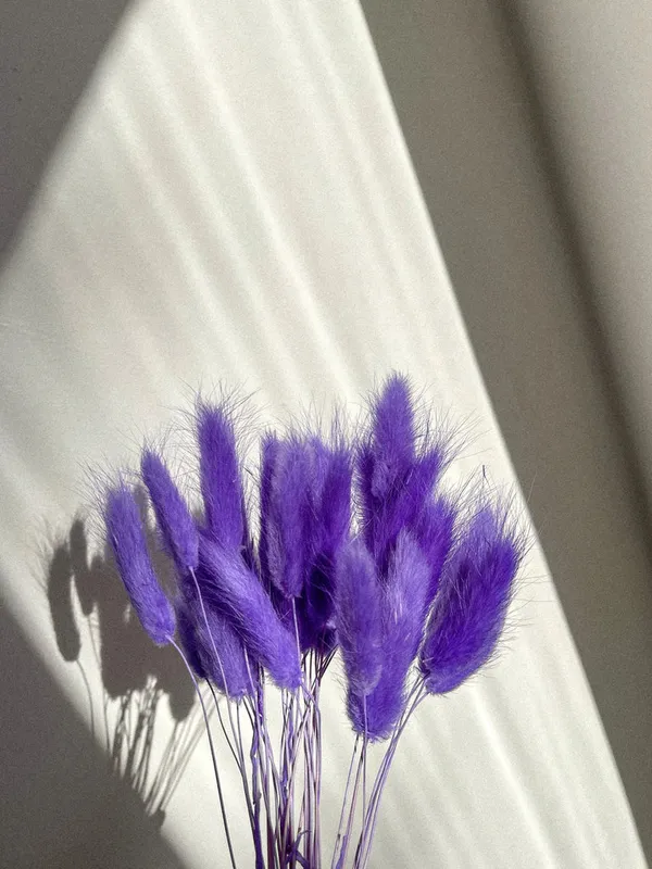 Purple_Dried_Bunny_Tails_30Pcs_Pack_For_Decoration