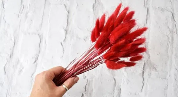 Red_Dried_Bunny_Tails_30Pcs_Pack_For_Decoration