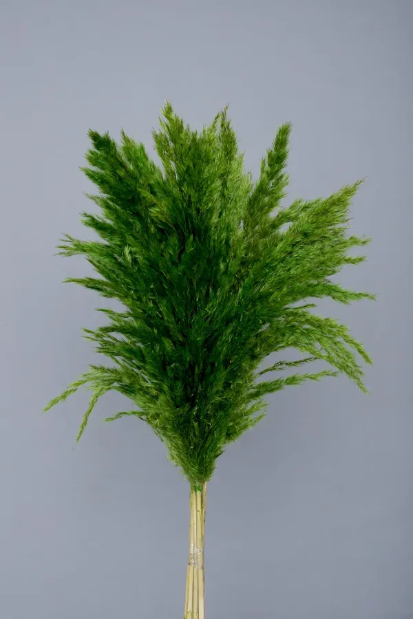 Green_Dried_Pampas_Set_Of_10_Sticks_For_Decoration