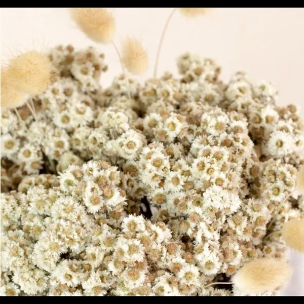 Natural_Dried_Daisies_Flower_Bunch_For_Decoration