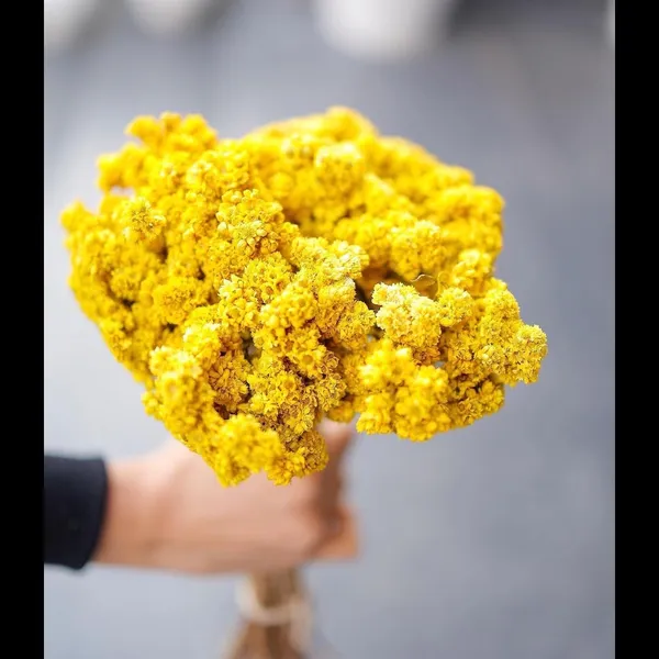 Yellow_Dried_Daisies_Flower_Bunch_For_Decoration