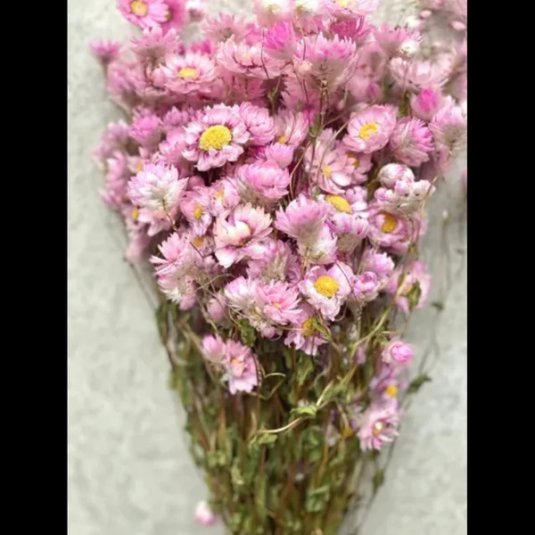 Pink_Dried_Daisies_Flower_Bunch_For_Decoration