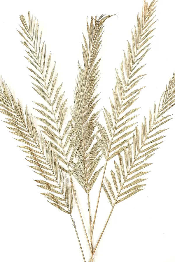 Golden_3_Pcs_Large_Dried_Palm_Leaves_For_Decoration