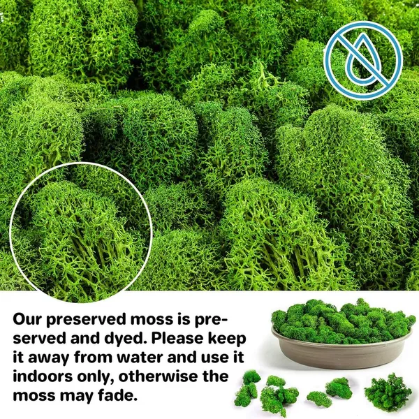 Green_Preserved_Moss_For_Crafts_Green_Reindeer_Moss_For_Potted_Plants,_Craft_Decorative_Moss_Decor_For_Wall_Art,_Dried_Moss_For_Decoration