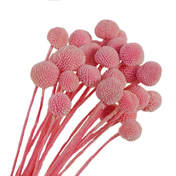 Pink_Dried_Flower_Billy_Balls_5_Stems_For_Decoration