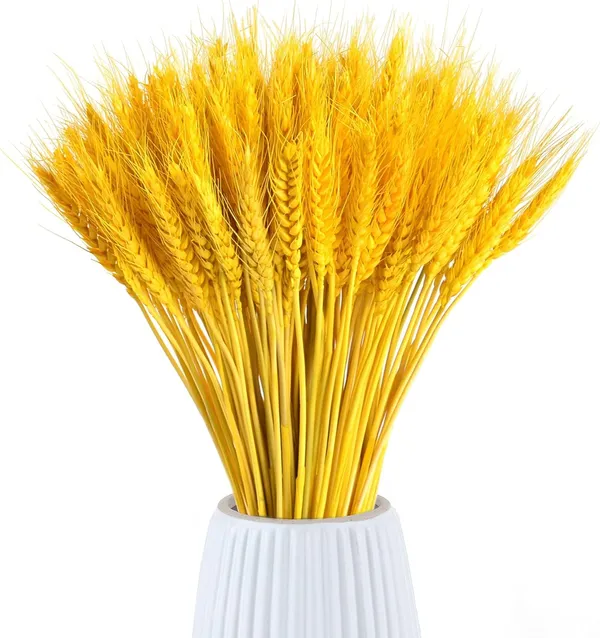 Yellow_Dried_Wheat_Grass_Natural_Bunch_25_Stems_For_Decoration