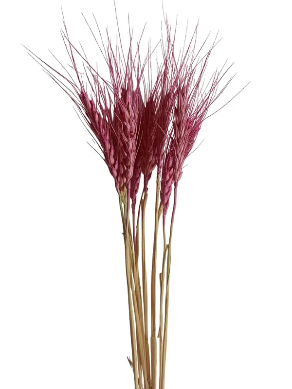 Maroon_Dried_Wheat_Grass_Natural_Bunch_25_Stems_For_Decoration