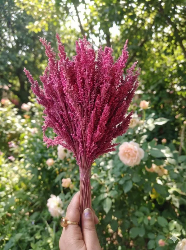 Pink_Dried_Fox_Tail_For_Decoration