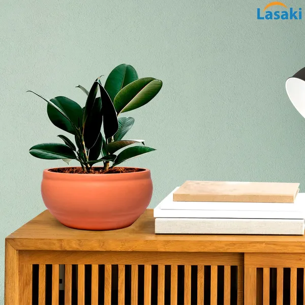 Bowl_Small_Ginger_Ceramic_Pots_For_Indoor_Plants,_Planters,_Flower,_Pots,_Gamla,_Outdoor,_Balcony,_Home,_Garden,_Office_Decor,_Succulent_Pot(D_-_15_X_H_-_8_Cm)
