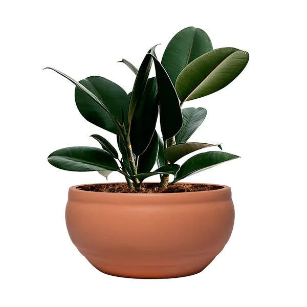 Bowl_Small_Ginger_Ceramic_Pots_For_Indoor_Plants,_Planters,_Flower,_Pots,_Gamla,_Outdoor,_Balcony,_Home,_Garden,_Office_Decor,_Succulent_Pot(D_-_15_X_H_-_8_Cm)