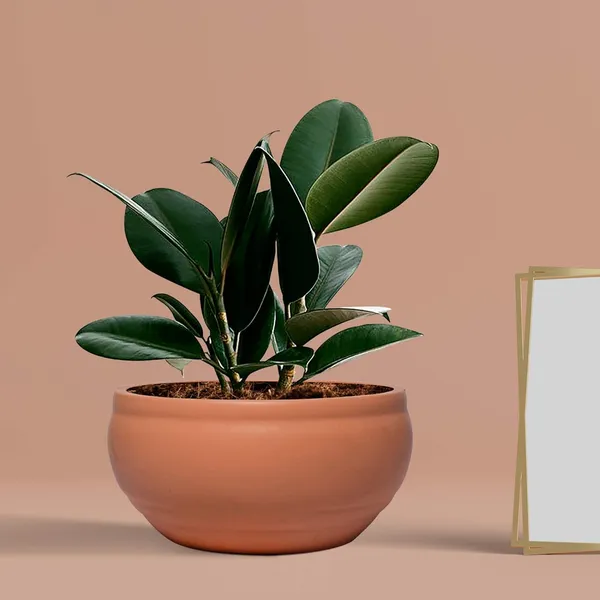 Bowl_Small_Ginger_Ceramic_Pots_For_Indoor_Plants,_Planters,_Flower,_Pots,_Gamla,_Outdoor,_Balcony,_Home,_Garden,_Office_Decor,_Succulent_Pot(D_-_15_X_H_-_8_Cm)