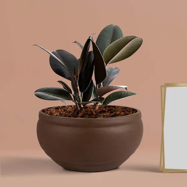 Bowl_Small_Truffle_Ceramic_Pots_For_Indoor_Plants,_Planters,_Flower,_Pots,_Gamla,_Outdoor,_Balcony,_Home,_Garden,_Office_Decor,_Succulent_Pot(D_-_15_X_H_-_8_Cm)
