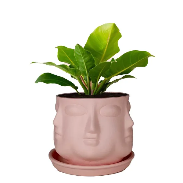 Vivan_Pink_With_Plate_Pink_R4_Ceramic_Pots_For_Indoor_Plants,Planters,Flower,Gamla,Outdoor(Pot-L-10_X_H-10_Cm,Plate-L-13_X_H-2_Cm)