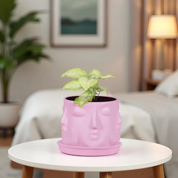 Vivan_Purple_With_Plate_Purple_R4_Ceramic_Pots_For_Indoor_Plants,Planters,Flower,Gamla,Outdoor(Pot-L-10_X_H-10_Cm,Plate-L-13_X_H-2_Cm)