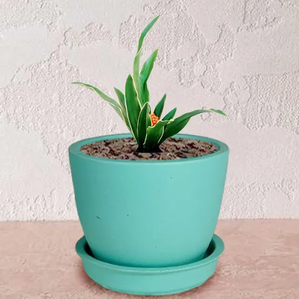 Core_With_Plate_Aqua_Ceramic_Pots_For_Indoor_Plants,Planters,Flower,Gamla,Outdoor(Pot-D-9.5_X_H-8.5Cm,Plate-D-9.5_Xh-1.5_Cm)