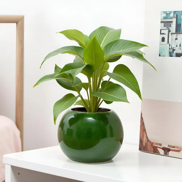 Peblo_Big_Green_Ht5_Ceramic_Pots_For_Indoor_Plants,_Planters,Gamla,Outdoor,Balcony,Home,Round,Garden,_Office_Decor,Succulent(H_-_8.5_X_D_-_11_Cm)