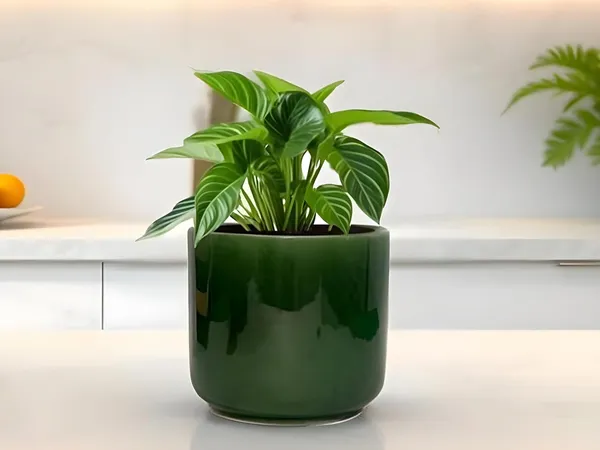 Orin_5D_Green_Ht5_Ceramic_Pots_For_Indoor_Plants,_Planters,Gamla,Outdoor,Balcony,Home,Round,Garden,_Office_Decor,Succulent(H_-_11.5_X_D_-_13_Cm)