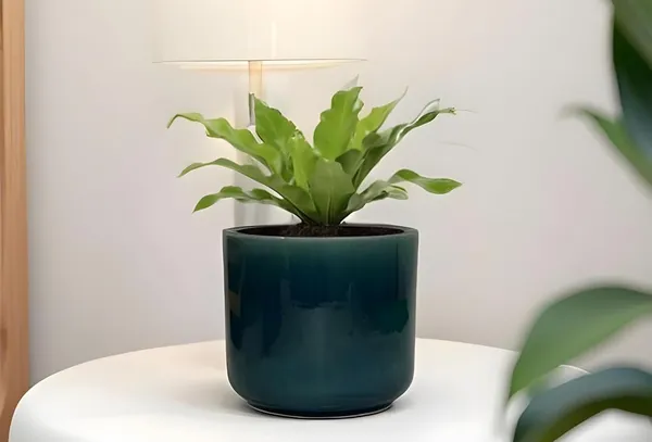 Orin_5D_Blue_0_Ceramic_Pots_For_Indoor_Plants,_Planters,Gamla,Outdoor,Balcony,Home,Round,Garden,_Office_Decor,Succulent(H_-_11.5_X_D_-_13_Cm)