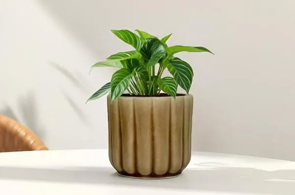 Flona_Brown__Ceramic_Pots_For_Indoor_Plants,_Planters,Gamla,Outdoor,Balcony,Home,Round,Garden,_Office_Decor,Succulent(H_-_11.5_X_D_-_12.5_Cm)
