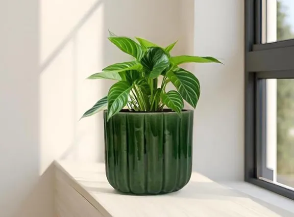 Flona_Green_Ht5_Ceramic_Pots_For_Indoor_Plants,_Planters,Gamla,Outdoor,Balcony,Home,Round,Garden,_Office_Decor,Succulent(H_-_11.5_X_D_-_12.5_Cm)