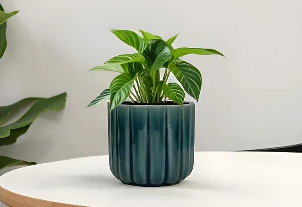 Flona_Blue_0_Ceramic_Pots_For_Indoor_Plants,_Planters,Gamla,Outdoor,Balcony,Home,Round,Garden,_Office_Decor,Succulent(H_-_11.5_X_D_-_12.5_Cm)