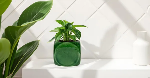 Aero_Green_Ht5_Ceramic_Pots_For_Indoor_Plants,_Planters,Gamla,Outdoor,Balcony,Home,Round,Garden,_Office_Decor,Succulent(L-9_X_W_-_9_X_H_-_9_Cm)