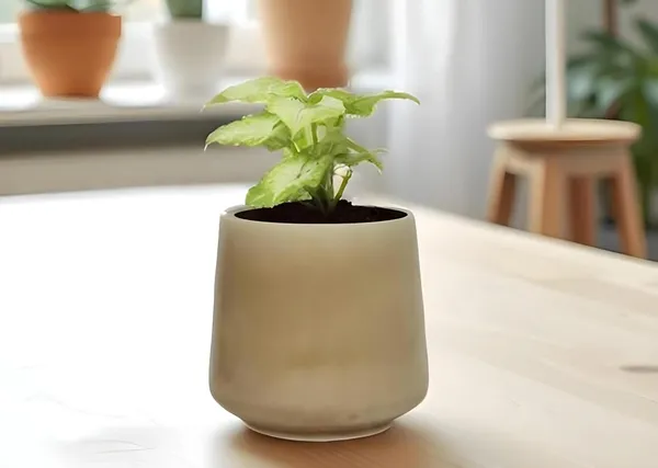Clara_Brown__Ceramic_Pots_For_Indoor_Plants,_Planters,Gamla,Outdoor,Balcony,Home,Round,Garden,_Office_Decor,Succulent(H_-_12.5_X_D_-_12.5_Cm)